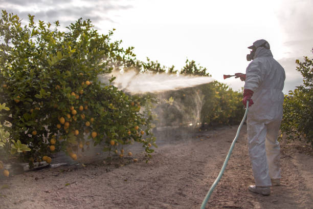 Best Wasp Removal Services  in Citrus Park, AZ